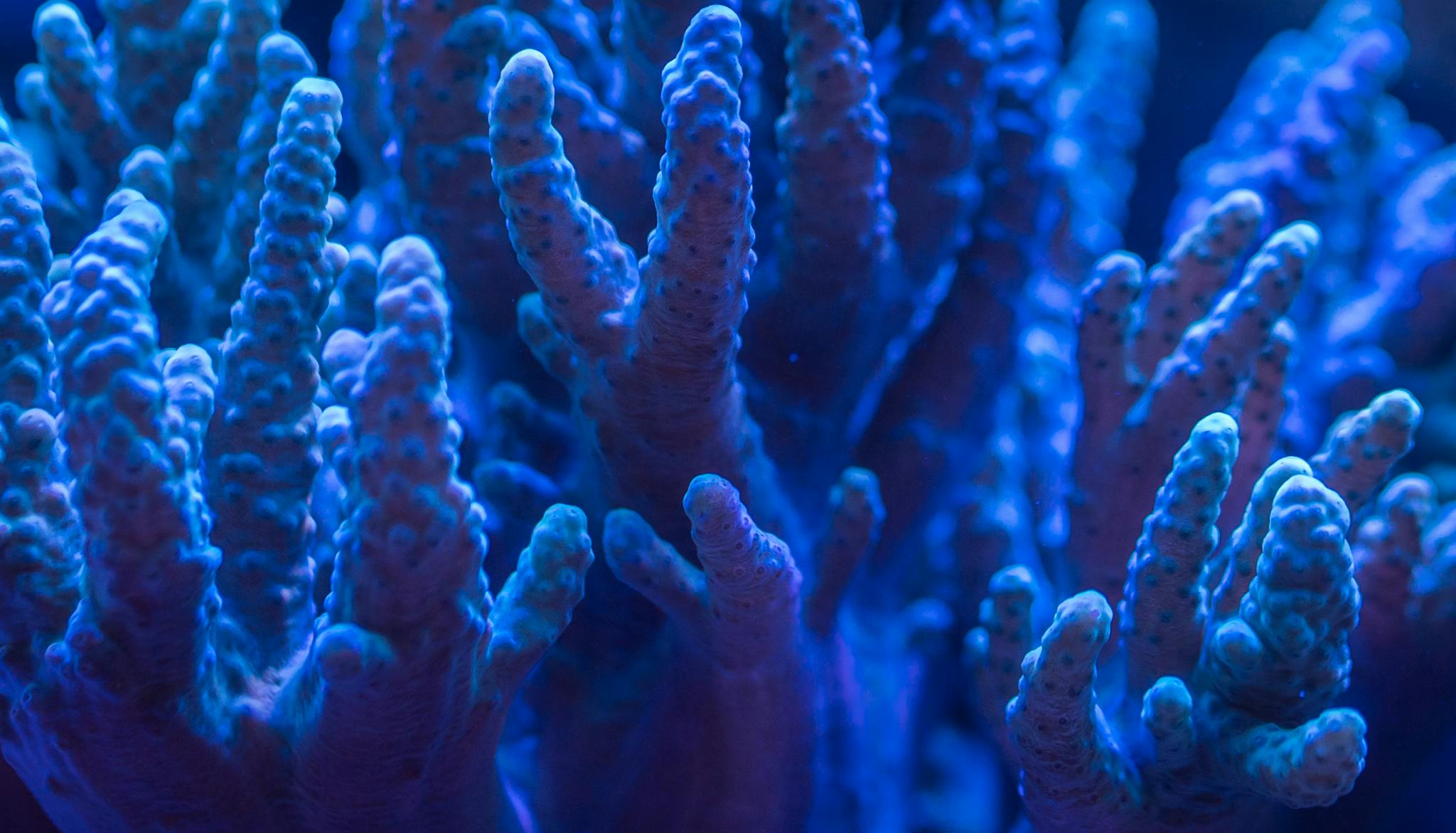 a detailed close up shot of vibrant underwater