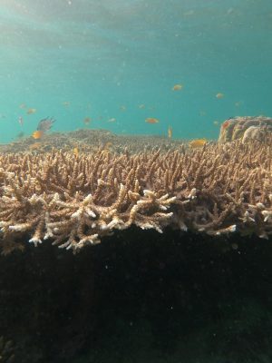 A stunning view of marine life thriving around a vibrant coral reef underwater.