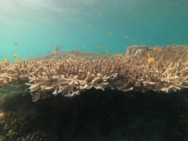 A stunning view of marine life thriving around a vibrant coral reef underwater.