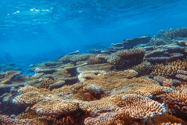 A vibrant underwater coral reef showcasing diverse marine life in clear ocean waters.