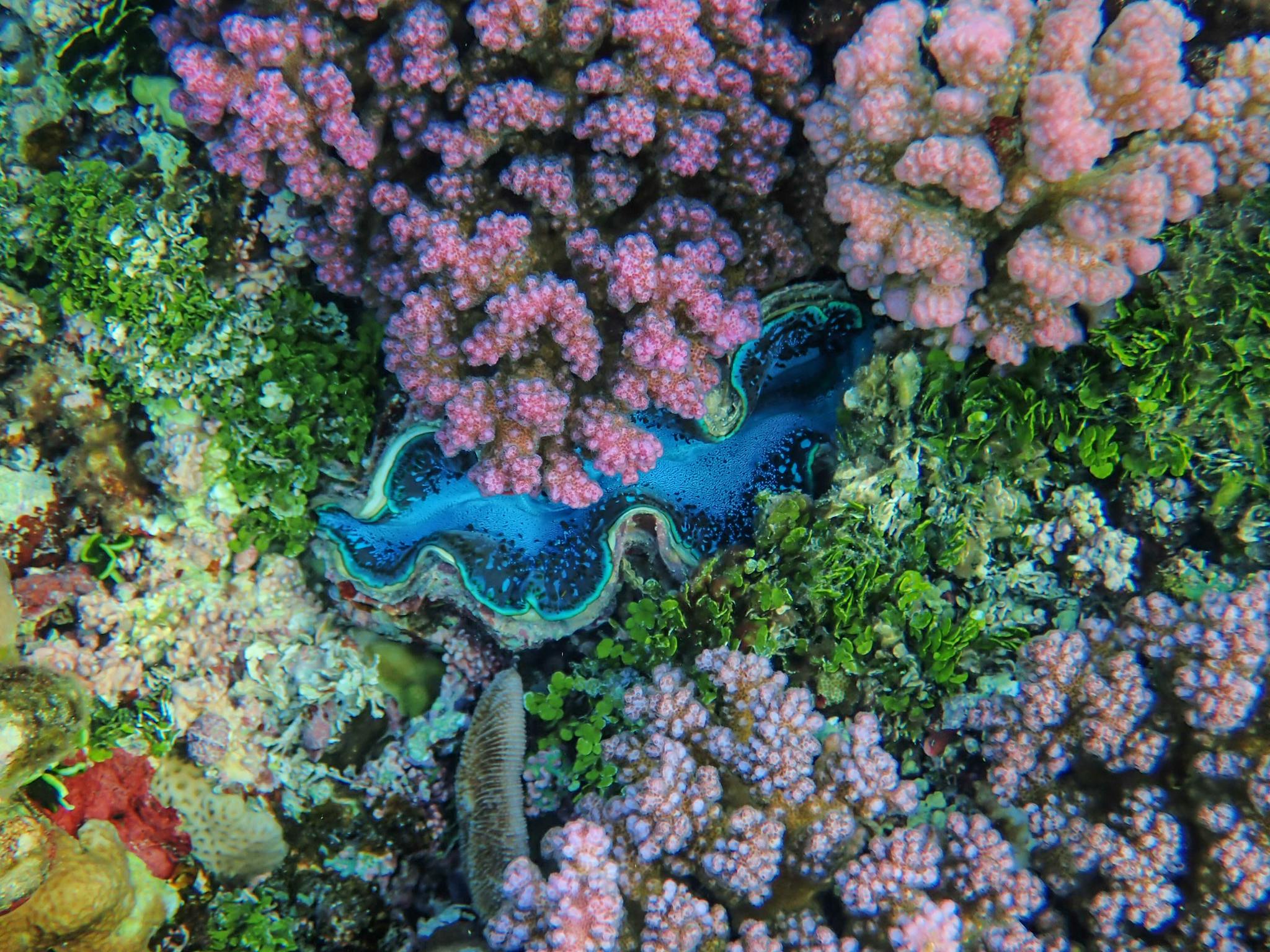 bright coral reef scene showcasing a striking
