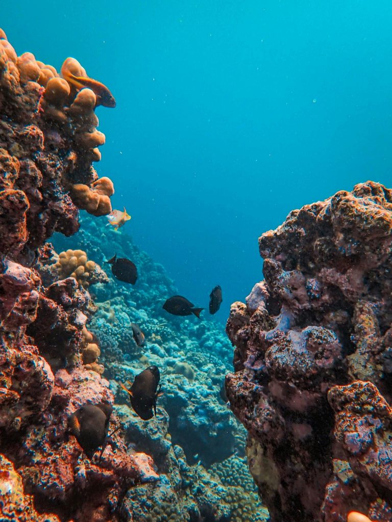 Colorful coral reef teeming with various fish in a vibrant underwater setting.