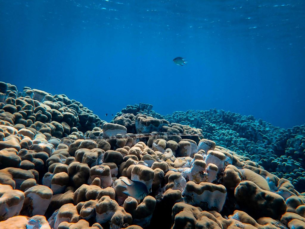 Sea fish swimming above large rocks and corals placed under blue sea water