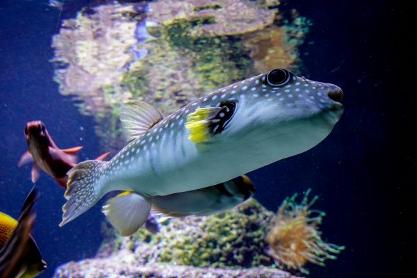 Vibrant pufferfish swimming among coral reefs in an aquarium environment, showcasing marine life.