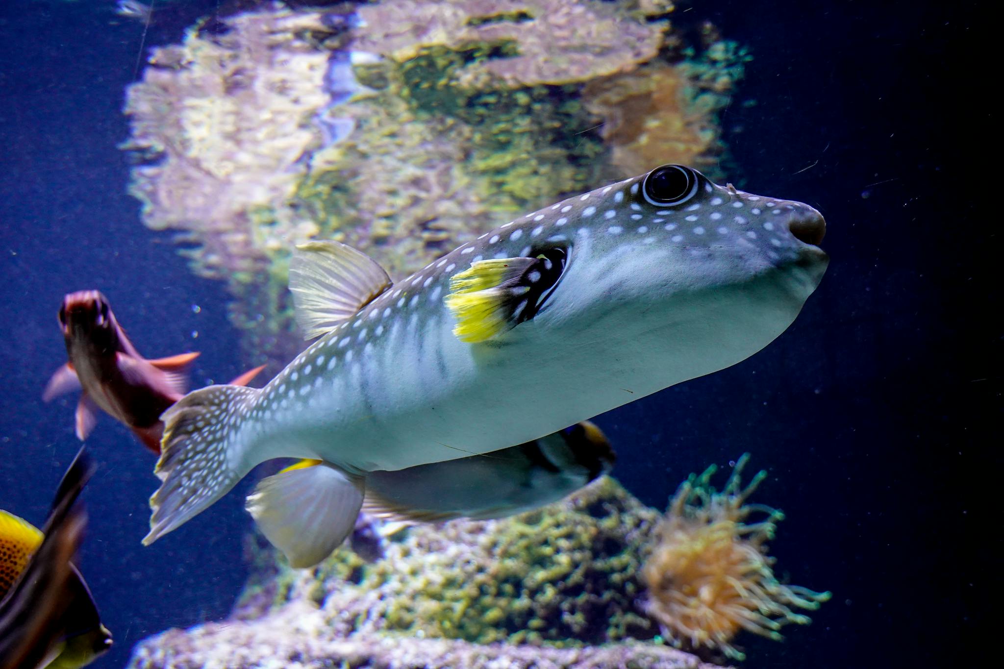 Vibrant pufferfish swimming among coral reefs in an aquarium environment, showcasing marine life.