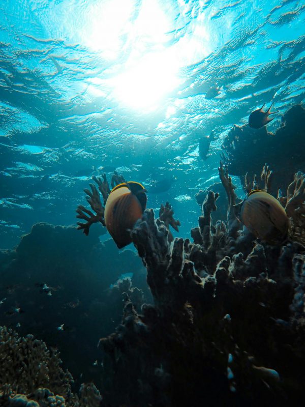 Vibrant underwater scene featuring tropical fish swimming around coral reefs in the sunlight.