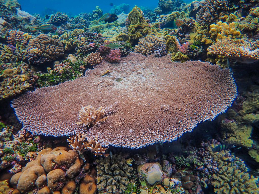 Política Medioambiental y Neutralidad Climática