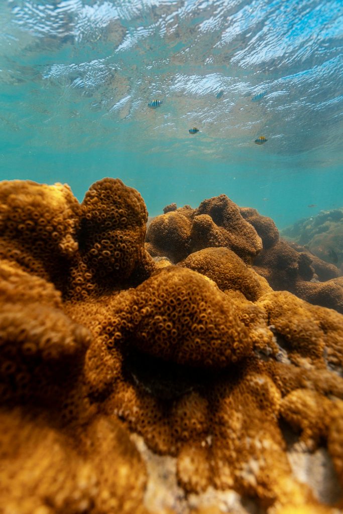 Explore the vibrant beauty of a coral reef in this detailed underwater photograph.